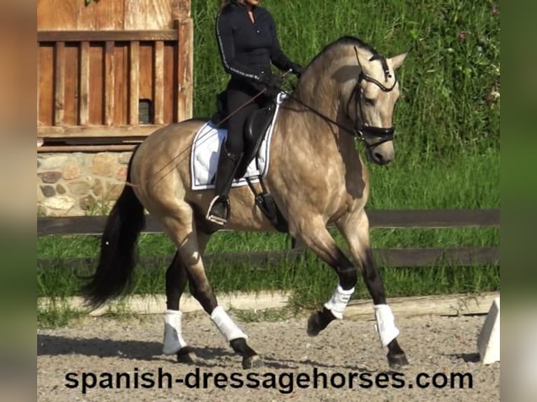 PRE Hengst 5 Jaar 165 cm Buckskin in Barcelona