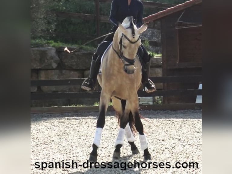 PRE Hengst 5 Jaar 165 cm Buckskin in Barcelona