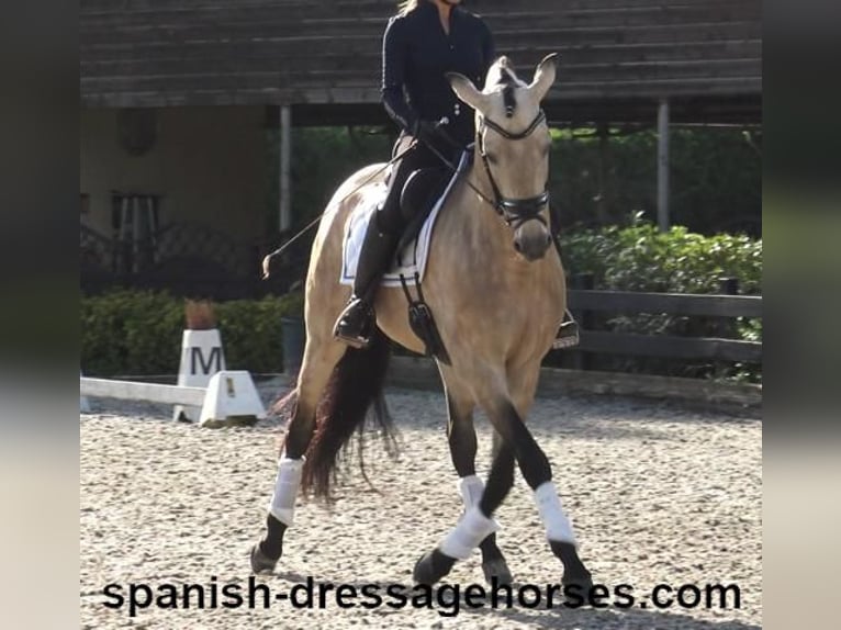 PRE Hengst 5 Jaar 165 cm Buckskin in Barcelona