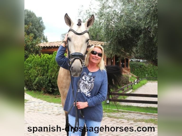 PRE Hengst 5 Jaar 165 cm Buckskin in Barcelona