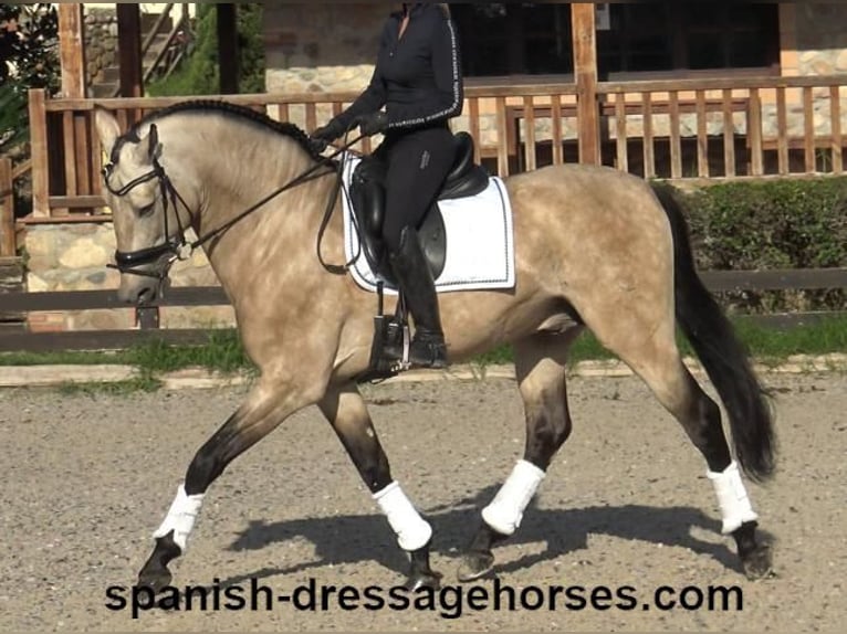 PRE Hengst 5 Jaar 165 cm Buckskin in Barcelona