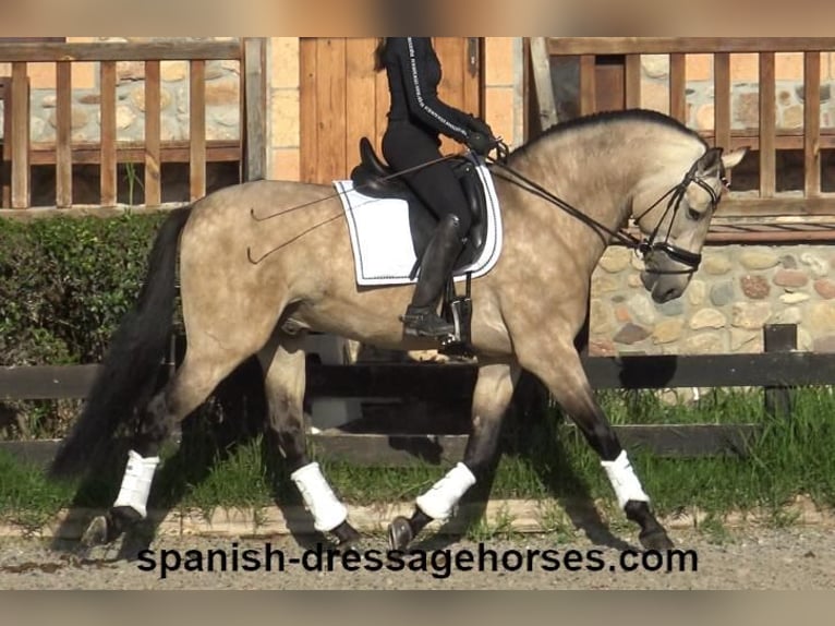 PRE Hengst 5 Jaar 165 cm Buckskin in Barcelona