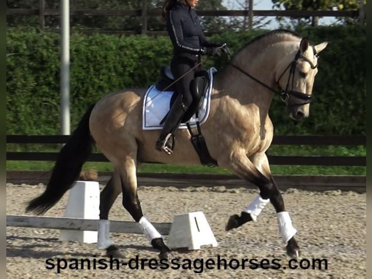 PRE Hengst 5 Jaar 165 cm Buckskin in Barcelona