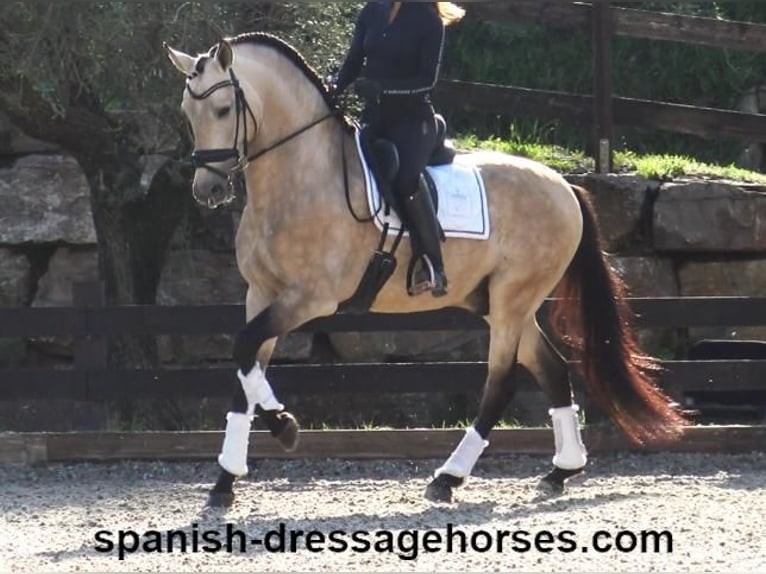 PRE Hengst 5 Jaar 165 cm Buckskin in Barcelona