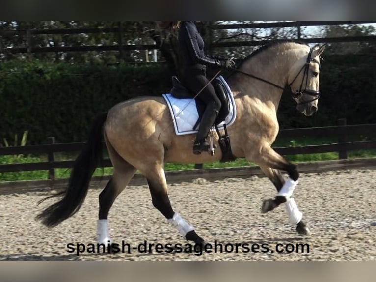 PRE Hengst 5 Jaar 165 cm Buckskin in Barcelona