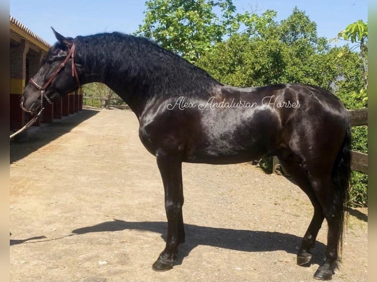 PRE Mix Hengst 5 Jaar 165 cm Donkerbruin in Sevilla