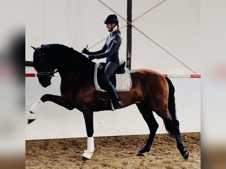 PRE Mix Hengst 5 Jaar 165 cm Donkerbruin in HassendorfSottrum