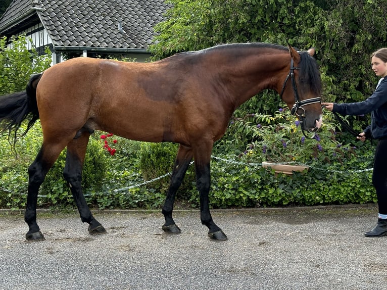 PRE Mix Hengst 5 Jaar 165 cm Donkerbruin in HassendorfSottrum