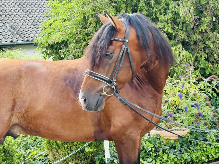 PRE Mix Hengst 5 Jaar 165 cm Donkerbruin in HassendorfSottrum