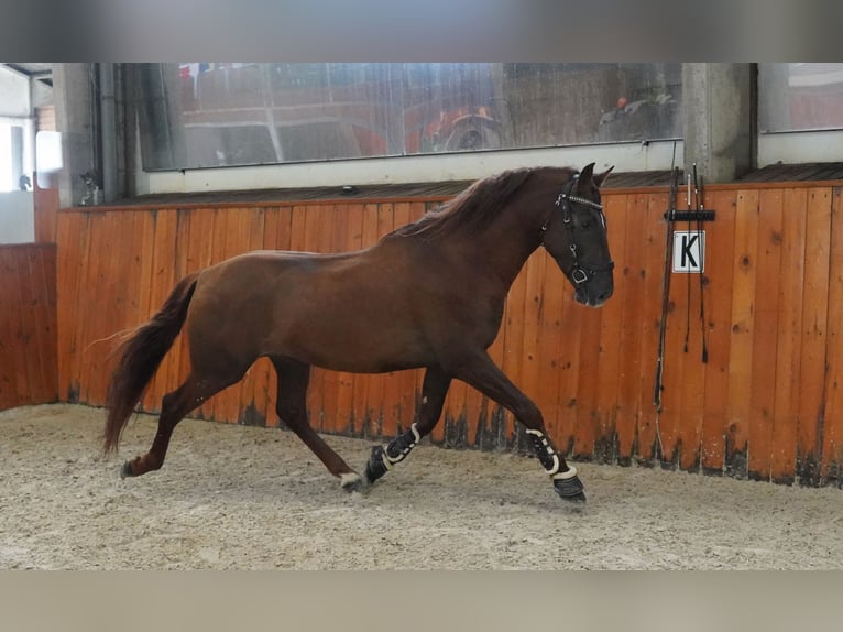 PRE Mix Hengst 5 Jaar 165 cm Donkere-vos in HEUVELLAND