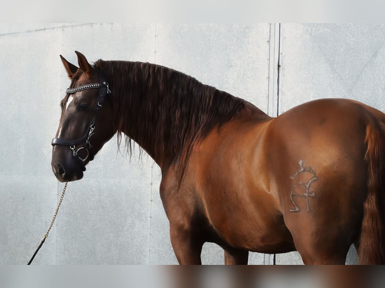 PRE Mix Hengst 5 Jaar 165 cm Donkere-vos in HEUVELLAND