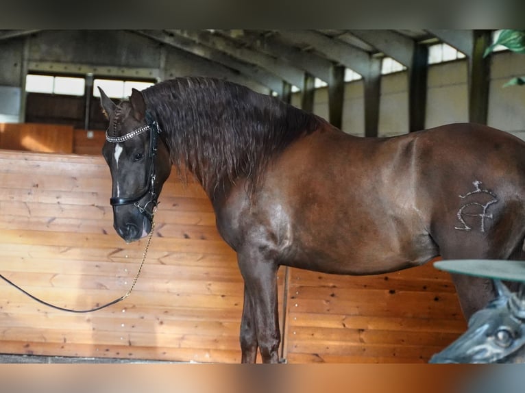 PRE Mix Hengst 5 Jaar 165 cm Donkere-vos in HEUVELLAND