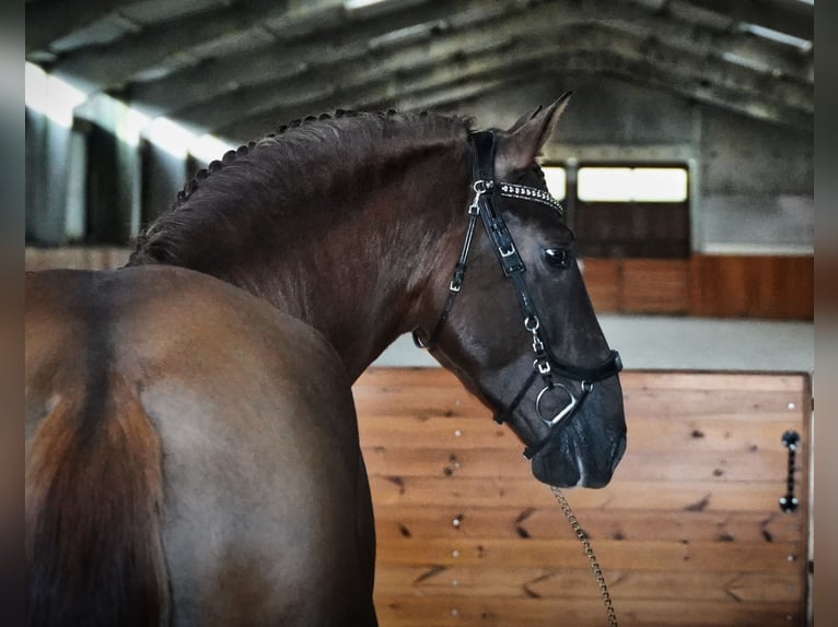 PRE Mix Hengst 5 Jaar 165 cm Donkere-vos in HEUVELLAND