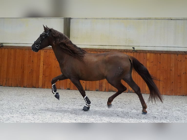 PRE Mix Hengst 5 Jaar 165 cm Donkere-vos in HEUVELLAND