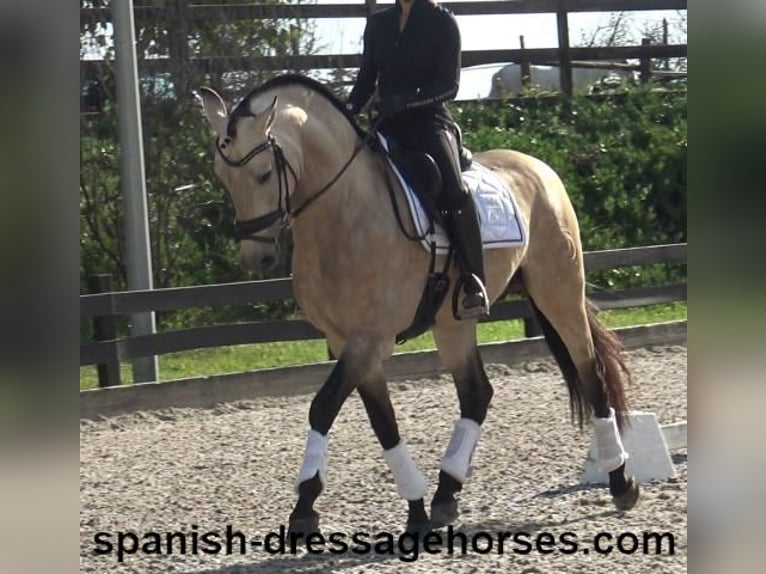 PRE Mix Hengst 5 Jaar 165 cm Falbe in Barcelona