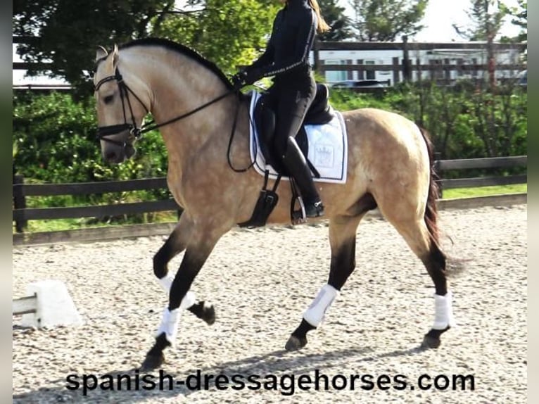 PRE Mix Hengst 5 Jaar 165 cm Falbe in Barcelona