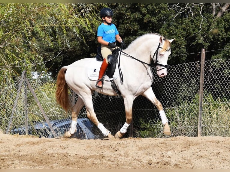 PRE Hengst 5 Jaar 165 cm Pearl in Provinz Malaga
