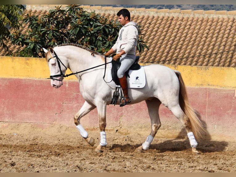 PRE Hengst 5 Jaar 165 cm Pearl in Provinz Malaga