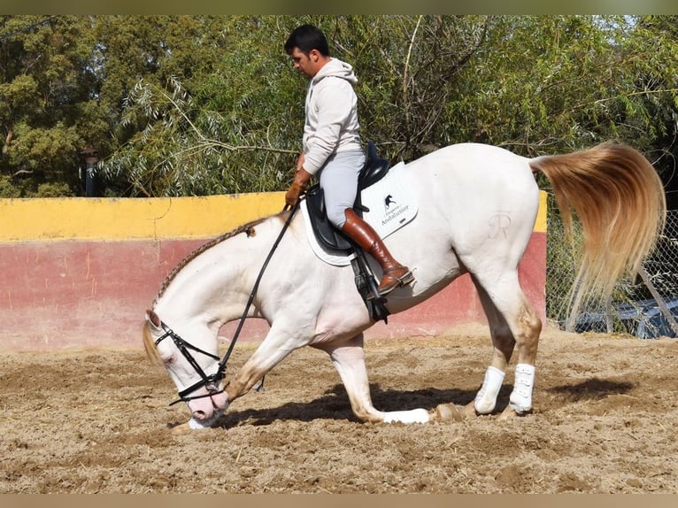 PRE Hengst 5 Jaar 165 cm Pearl in Provinz Malaga