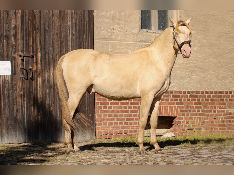 PRE Hengst 5 Jaar 165 cm Perlino in Kubschütz