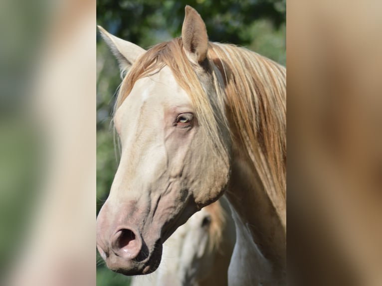 PRE Hengst 5 Jaar 165 cm Perlino in Kubschütz