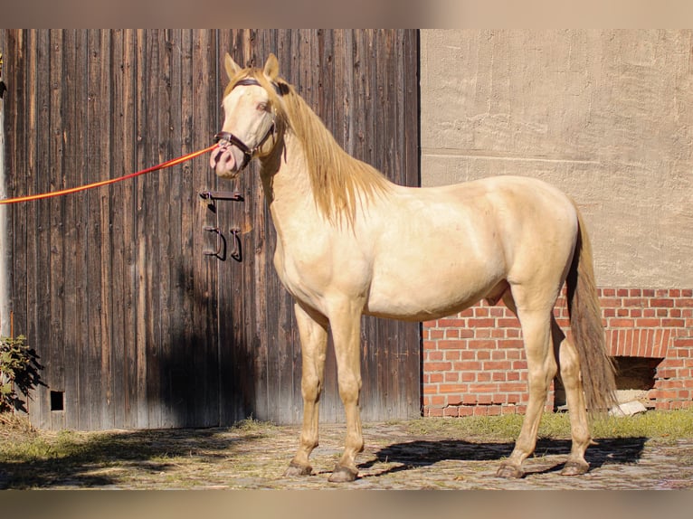 PRE Hengst 5 Jaar 165 cm Perlino in Kubschütz