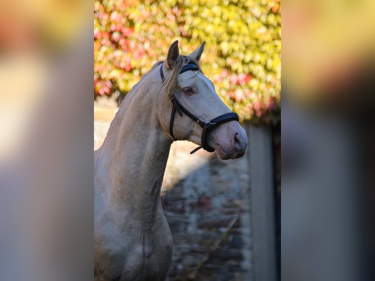 PRE Hengst 5 Jaar 165 cm Perlino in Kubschütz