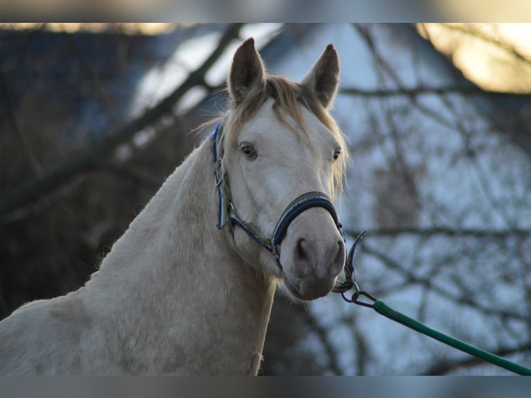 PRE Hengst 5 Jaar 165 cm Perlino in Kubschütz