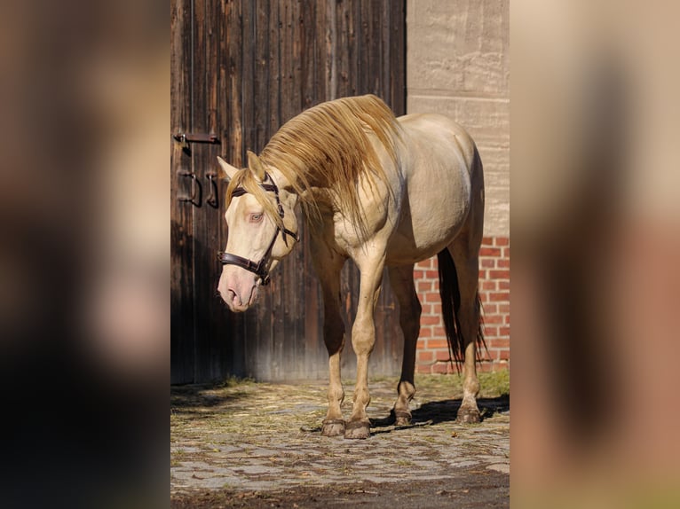 PRE Hengst 5 Jaar 165 cm Perlino in Kubschütz