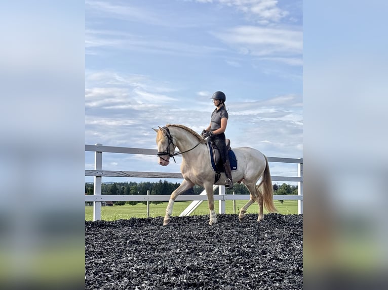 PRE Hengst 5 Jaar 165 cm Perlino in Sigmarszell