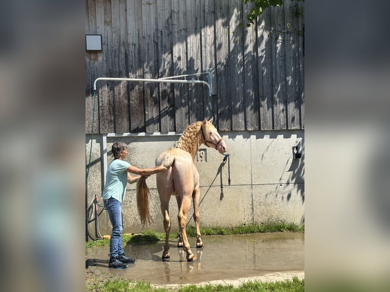 PRE Hengst 5 Jaar 165 cm Perlino in Sigmarszell