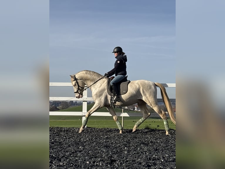 PRE Hengst 5 Jaar 165 cm Perlino in Sigmarszell