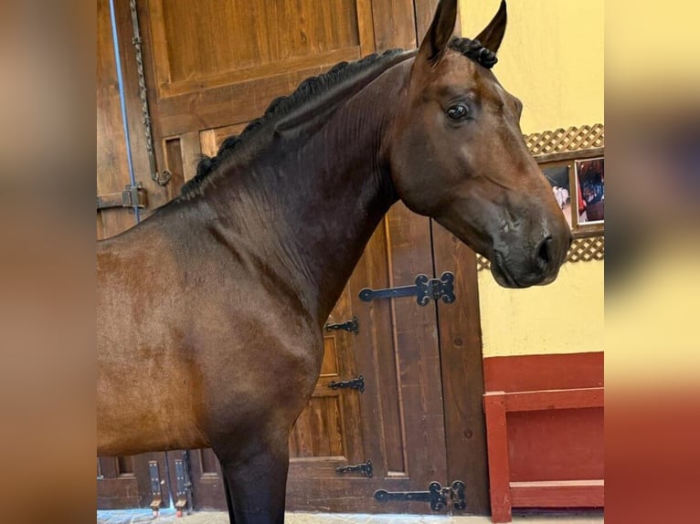 PRE Mix Hengst 5 Jaar 165 cm Roodbruin in Alicante