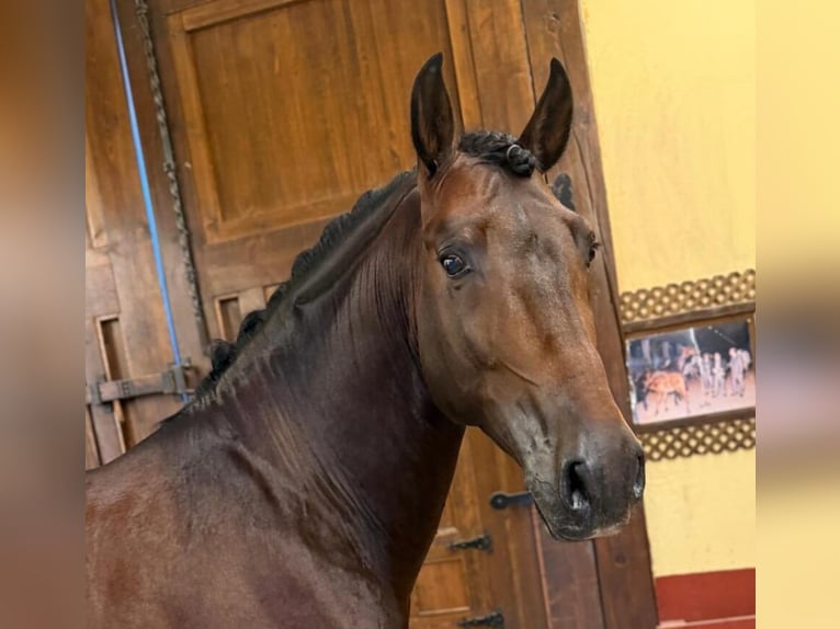 PRE Mix Hengst 5 Jaar 165 cm Roodbruin in Alicante