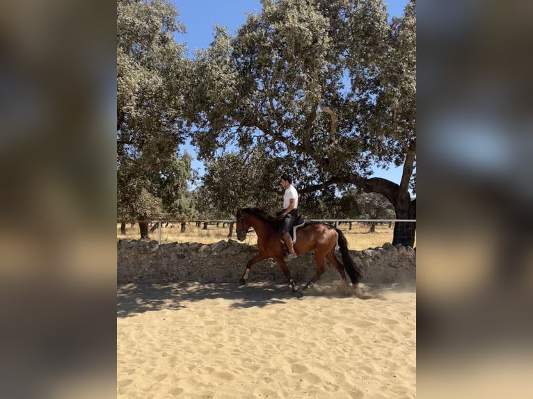 PRE Mix Hengst 5 Jaar 165 cm Roodvos in Villanueva De Córdoba