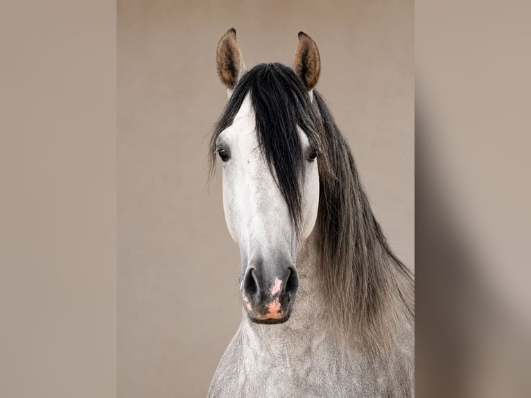 PRE Hengst 5 Jaar 165 cm Schimmel in El Catllar