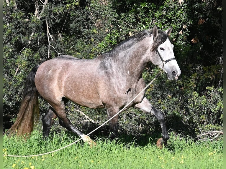 PRE Mix Hengst 5 Jaar 165 cm Schimmel in Menorca