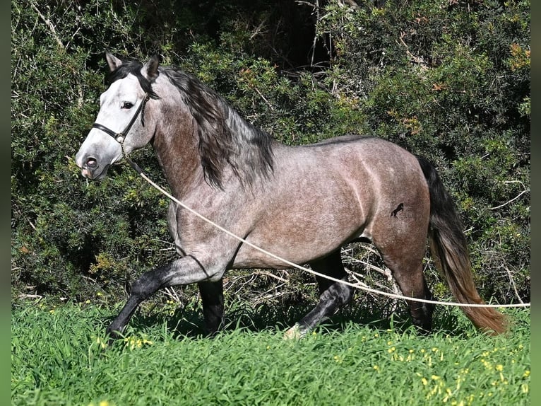 PRE Mix Hengst 5 Jaar 165 cm Schimmel in Menorca
