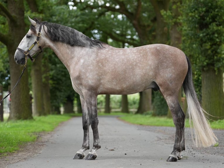 PRE Mix Hengst 5 Jaar 165 cm Schimmel in NAVAS DEL MADRONO