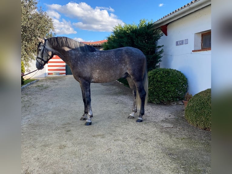 PRE Hengst 5 Jaar 165 cm Schimmel in Ventosa Del Rio Almar