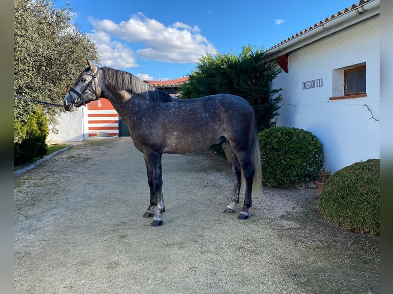 PRE Hengst 5 Jaar 165 cm Schimmel in Ventosa Del Rio Almar