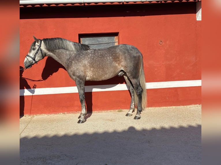 PRE Hengst 5 Jaar 165 cm Schimmel in Ventosa Del Rio Almar