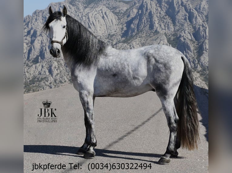 PRE Hengst 5 Jaar 165 cm Schimmel in Tabernas Almeria