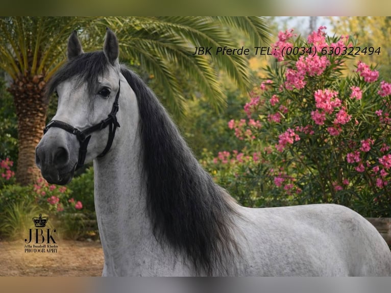 PRE Hengst 5 Jaar 165 cm Schimmel in Tabernas Almeria