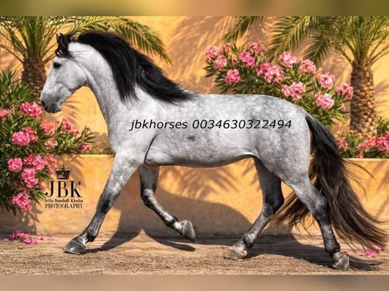 PRE Hengst 5 Jaar 165 cm Schimmel in Tabernas Almeria