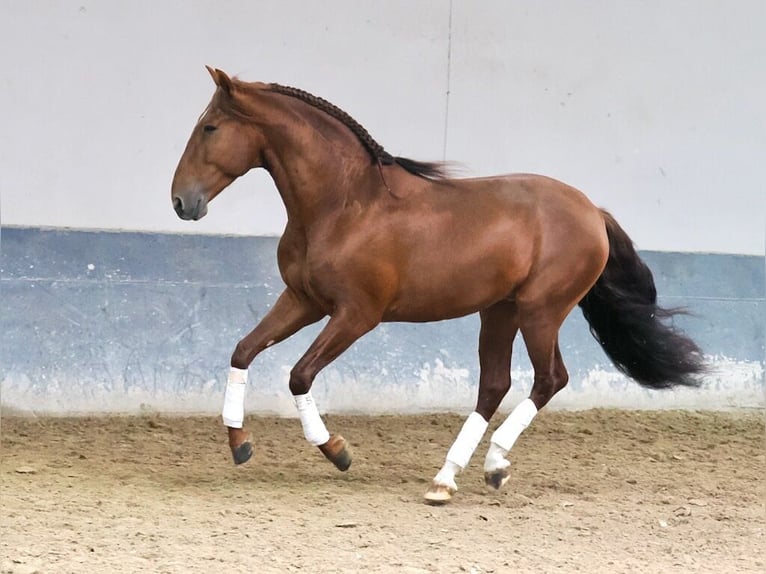 PRE Mix Hengst 5 Jaar 165 cm Vos in Navas Del Madroño