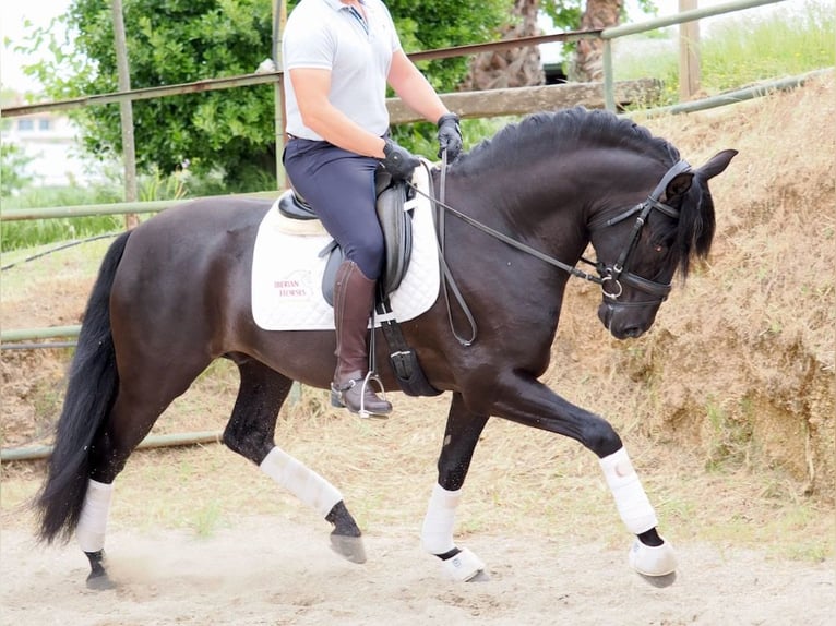 PRE Mix Hengst 5 Jaar 165 cm Zwart in Navas Del Madro&#xF1;o
