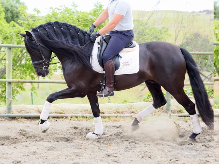 PRE Mix Hengst 5 Jaar 165 cm Zwart in Navas Del Madro&#xF1;o