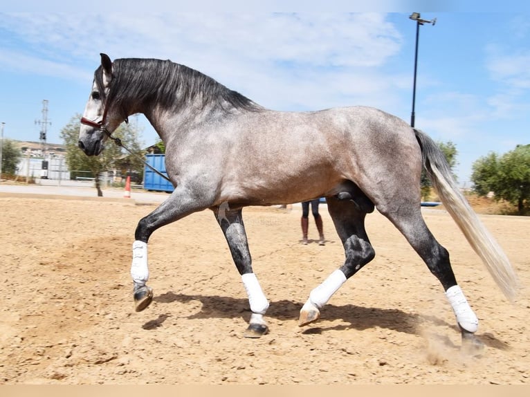 PRE Hengst 5 Jaar 166 cm in Provinz Granada