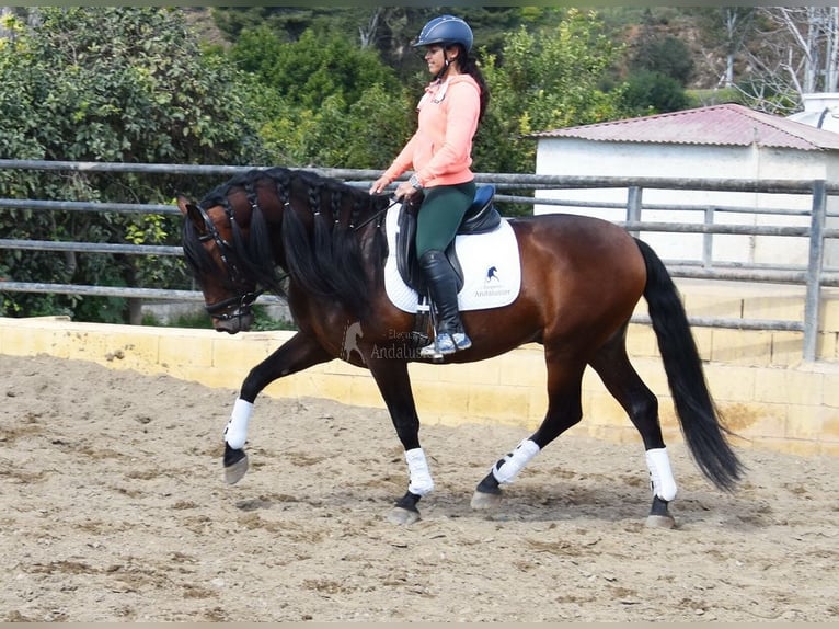 PRE Hengst 5 Jaar 166 cm Bruin in Provinz Malaga